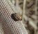 Neottiglossa leporina 