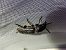 Spondylis buprestoides  - Thomas Lux