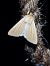 Leucanie blafarde  - Thomas Lux