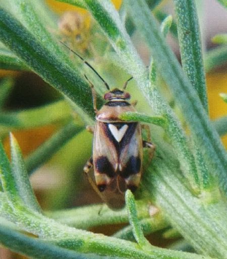 Lygus pratensis 