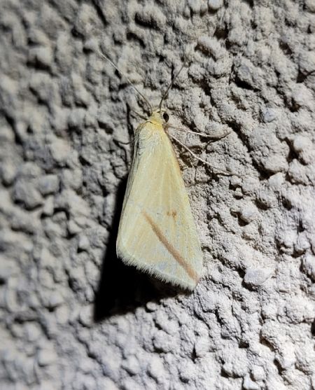 Rhodometra sacraria  - Thomas Lux