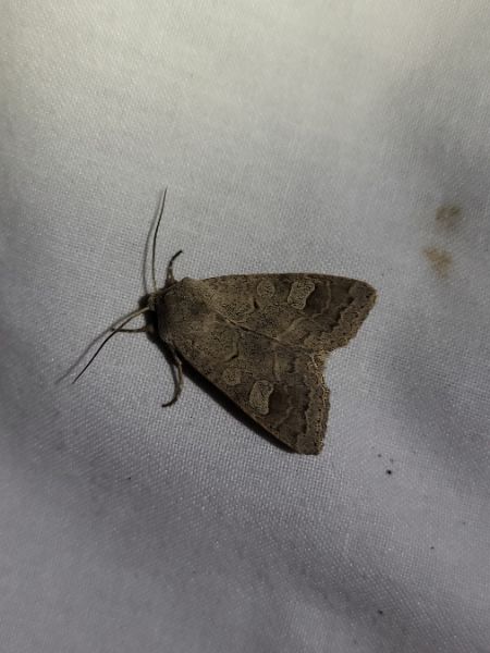 Ammoconia caecimacula  - Thomas Lux