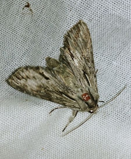 Auchmis detersa 