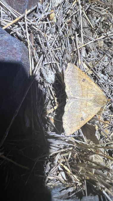 Crocallis dardoinaria  - Melchior Viallet