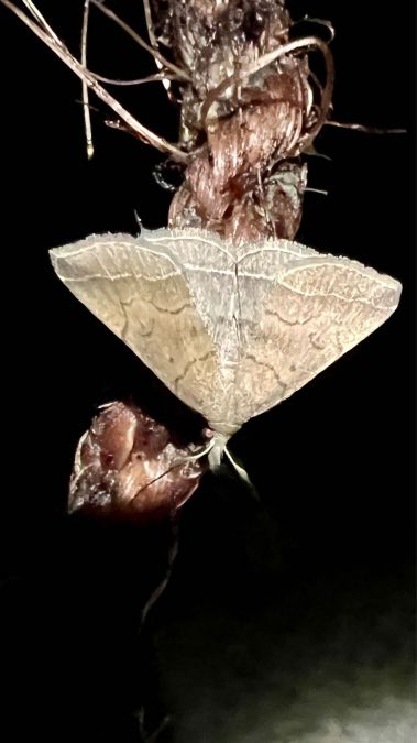 Herminie de la Garance  - Melchior Viallet