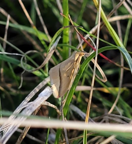 Rhodometra sacraria  - Thomas Lux