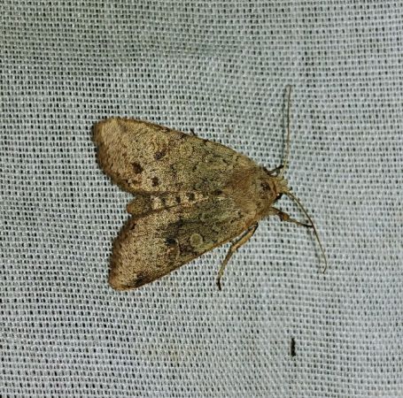 Agrochola laevis 