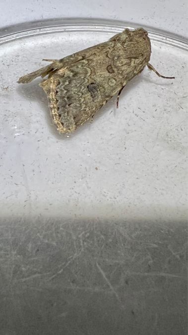 Hadula sodae  - Melchior Viallet