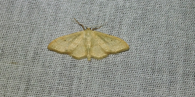 Idaea straminata 