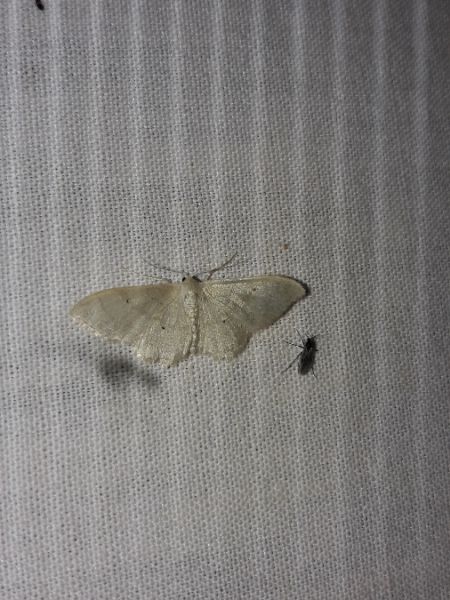 Scopula immutata  - Sylvain Lethuillier