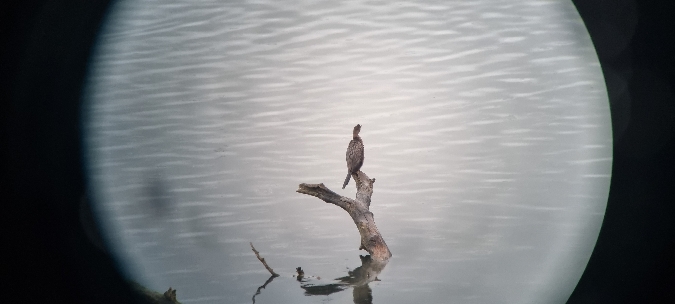 Pygmy Cormorant  - Claudia Müller