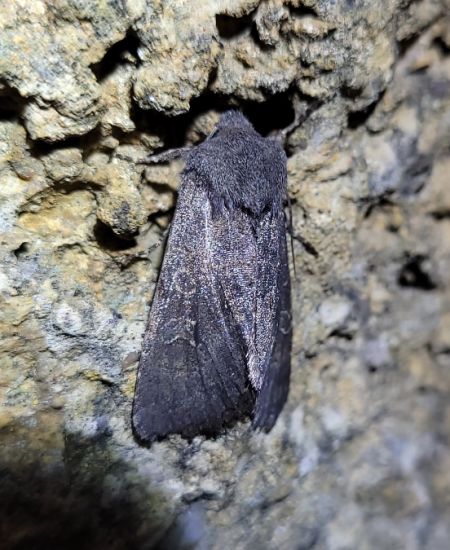 Noctuelle boueuse  - Thomas Lux