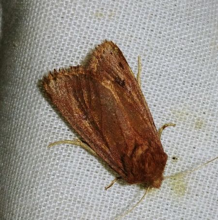 Denticucullus pygmina 