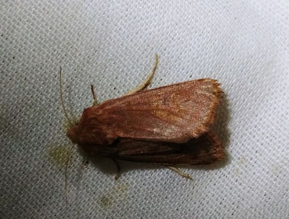 Denticucullus pygmina 