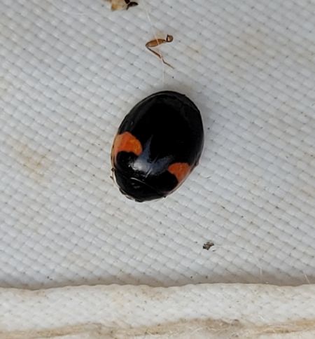 Coccinelle à dix points  - Thomas Lux