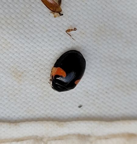 Coccinelle à dix points  - Thomas Lux