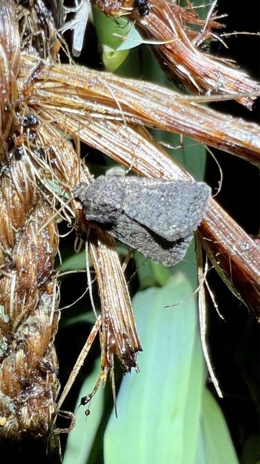 Caradrina germainii  - Melchior Viallet