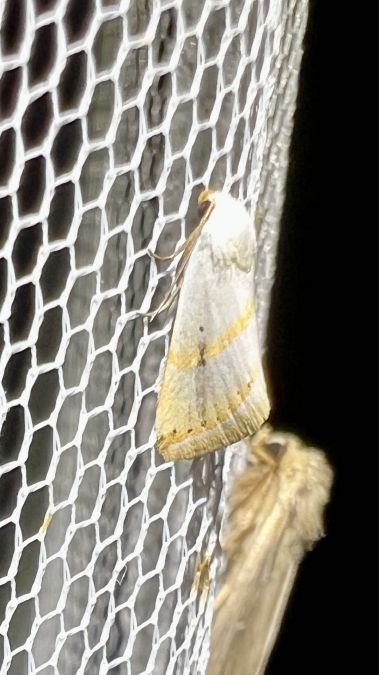 Eublemma pura  - Melchior Viallet