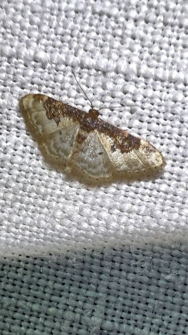 Idaea mustelata  - Melchior Viallet