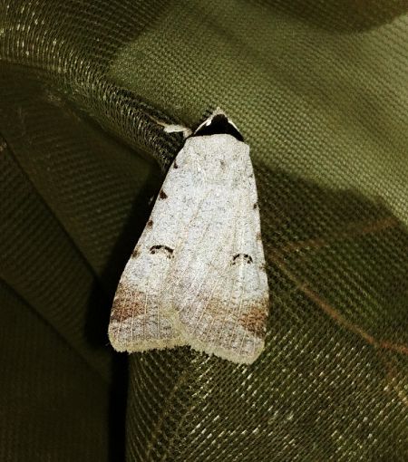 Lygephila craccae 