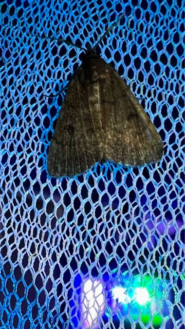 Nodaria nodosalis  - Melchior Viallet