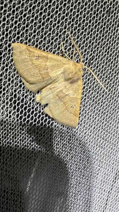 Crocallis dardoinaria  - Melchior Viallet