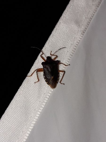 Pentatoma rufipes  - Sylvain Lethuillier
