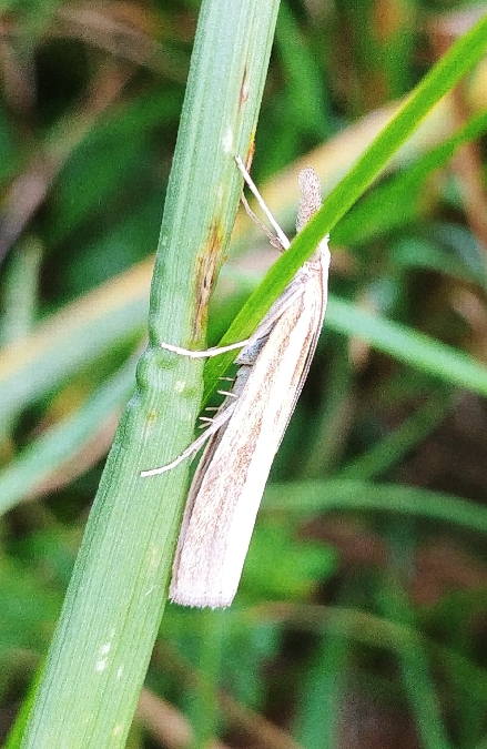 Crambus des tiges 
