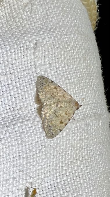 Metachrostis velox  - Melchior Viallet