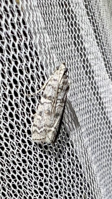Dioryctria mendacella  - Melchior Viallet