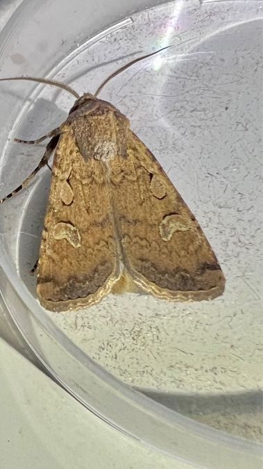 Peridroma saucia  - Melchior Viallet