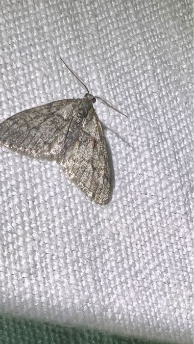 Tephronia sepiaria  - Melchior Viallet