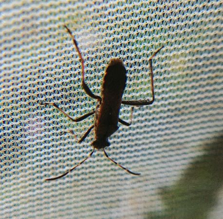 Alydus calcaratus 