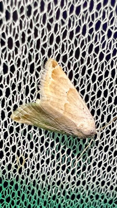 Eublemma amoena  - Melchior Viallet