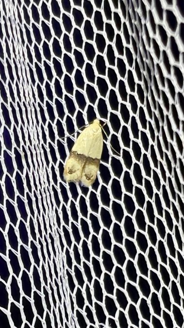 Odites kollarella  - Melchior Viallet