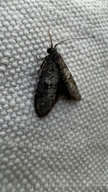 Penestoglossa dardoinella  - Melchior Viallet