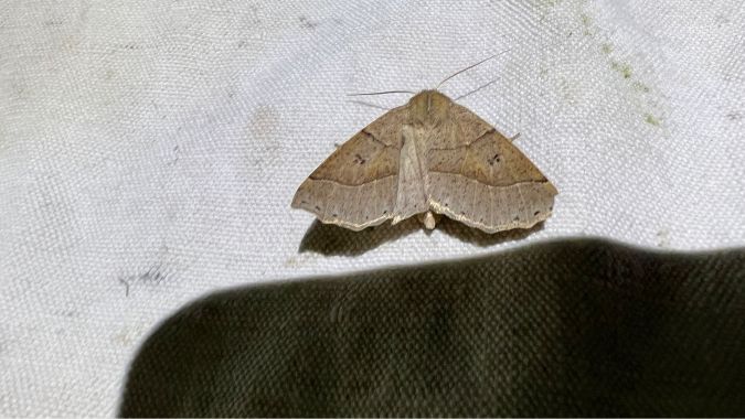 Crocallis dardoinaria  - Melchior Viallet