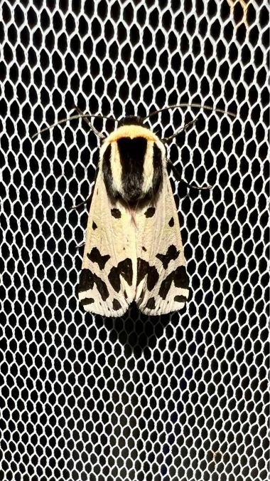 Ecaille pudique  - Melchior Viallet