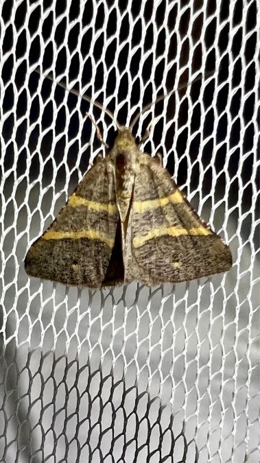 Petrophora narbonea  - Melchior Viallet