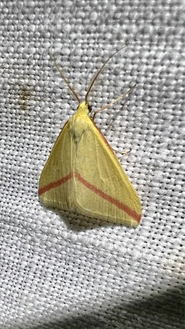 Rhodometra sacraria  - Melchior Viallet