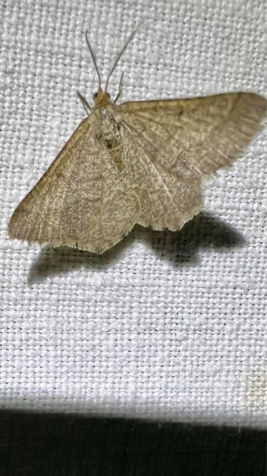 Tephrina murinaria  - Melchior Viallet