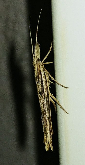 Ypsolopha mucronella 