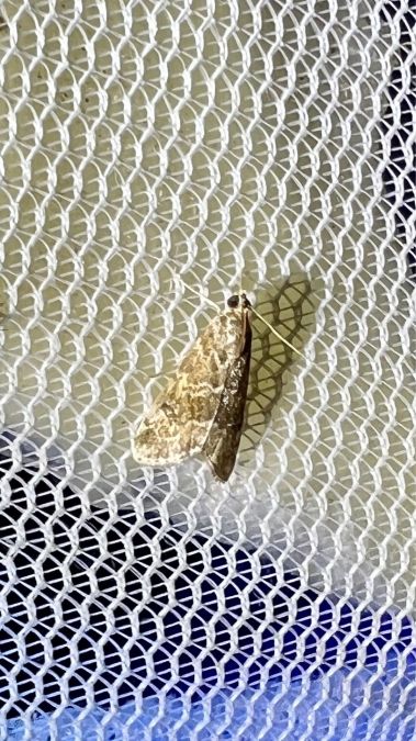 Hellula undalis  - Melchior Viallet