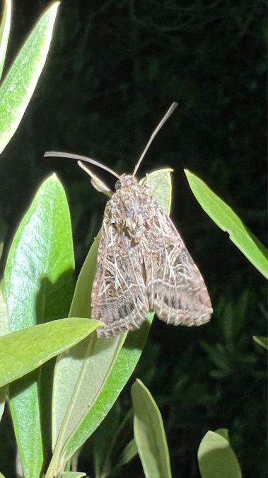 Spodoptera littoralis  - Melchior Viallet