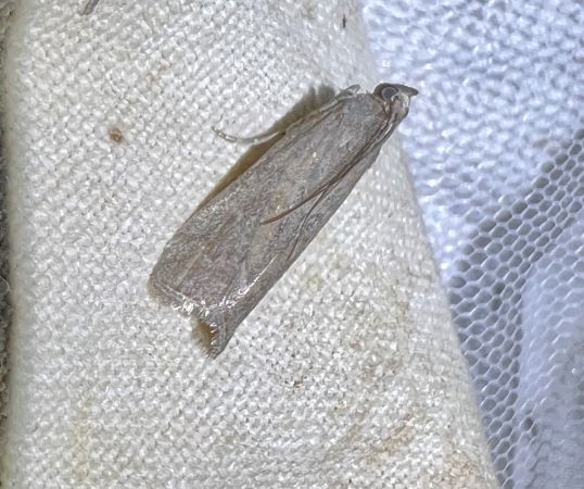 Dioryctria pineae  - Melchior Viallet