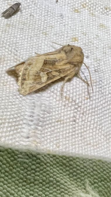 Luperina dumerilii  - Melchior Viallet