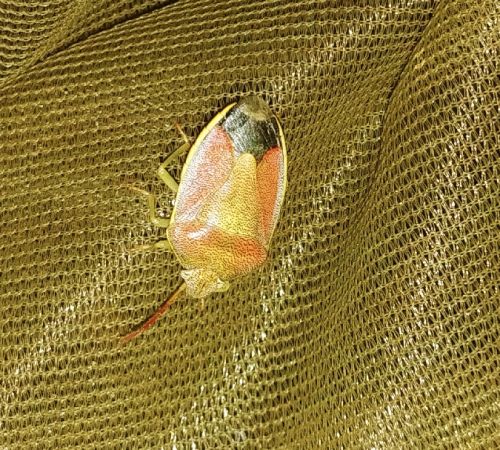 Piezodorus lituratus 