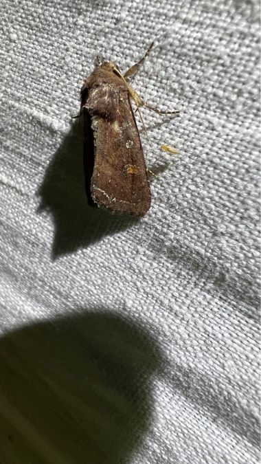 Brithys crini  - Melchior Viallet