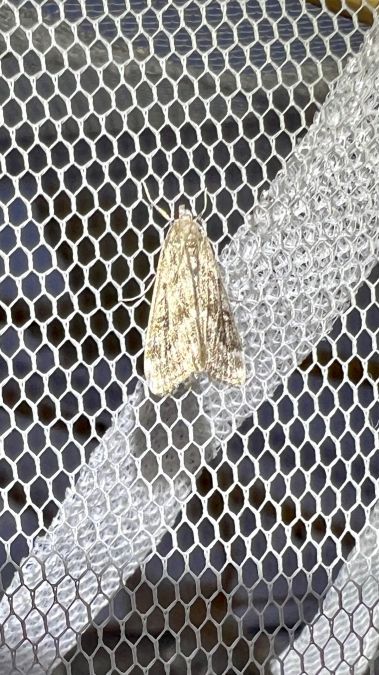 Hydrocampe de la Stratiote  - Melchior Viallet