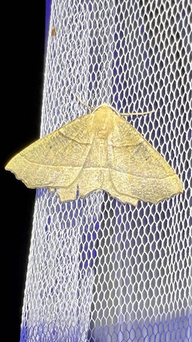 Campaea honoraria  - Melchior Viallet